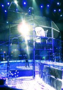 Das ist ein weißer Löwe im Zirkus, er ist ein großer Star und kann von Allen Gästen bewundert werden.