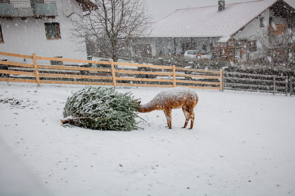 Winterspaziergang in Gotteszell mit Lama