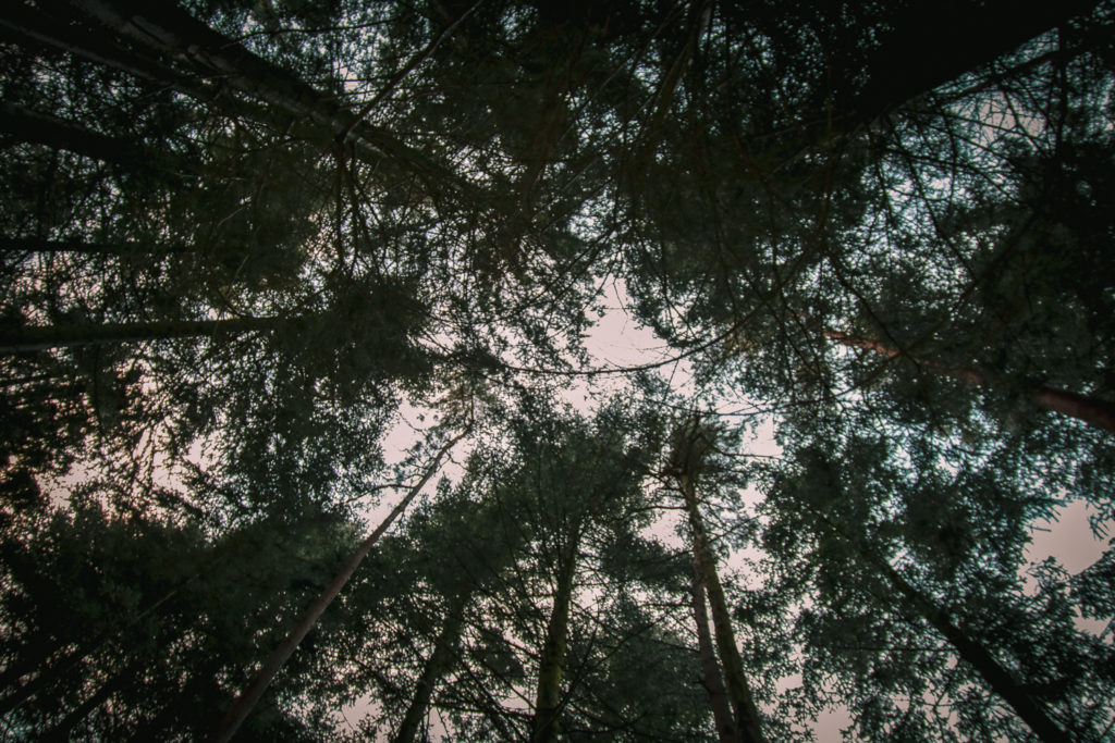 Baumwipfel Niederbayern, Hd, Waldwanderung